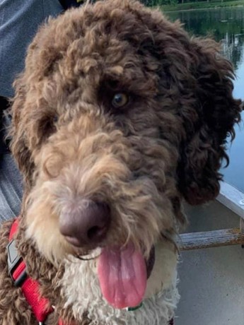 Gus